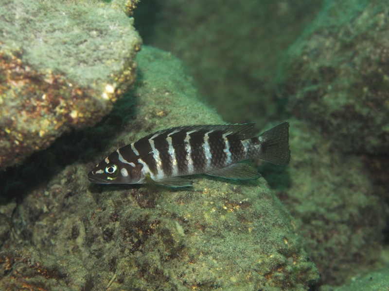 Neolamprologus cylindricus 'Nkondwe Island'